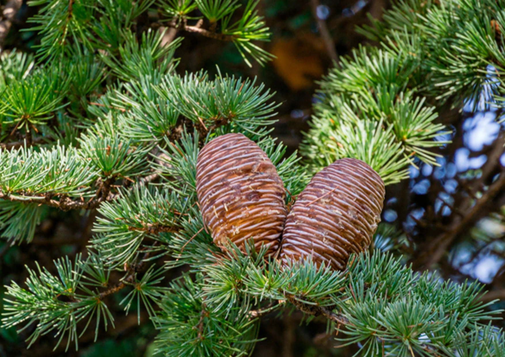 100% Pure Essential Oil - Cedarwood Himalayan (cedrus Deodara)