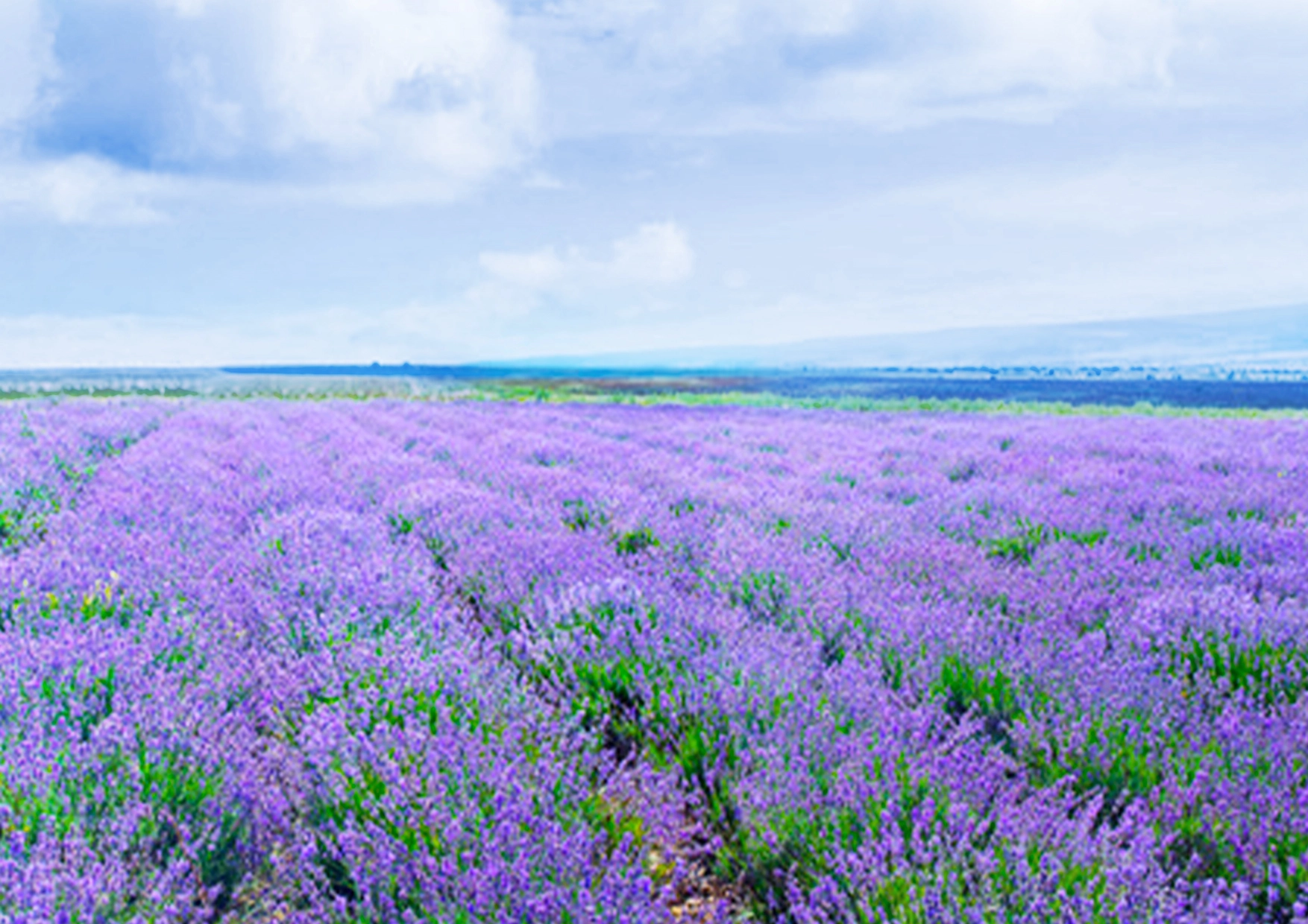 100% Pure Essential Oil - Lavender (Lavandula angustifolia)