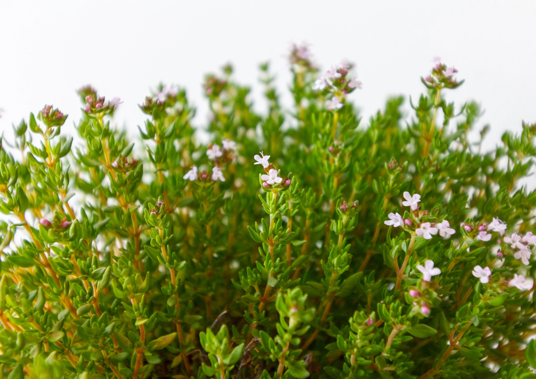 100% Pure Essential Oil - Thyme (Thymus vulgaris)