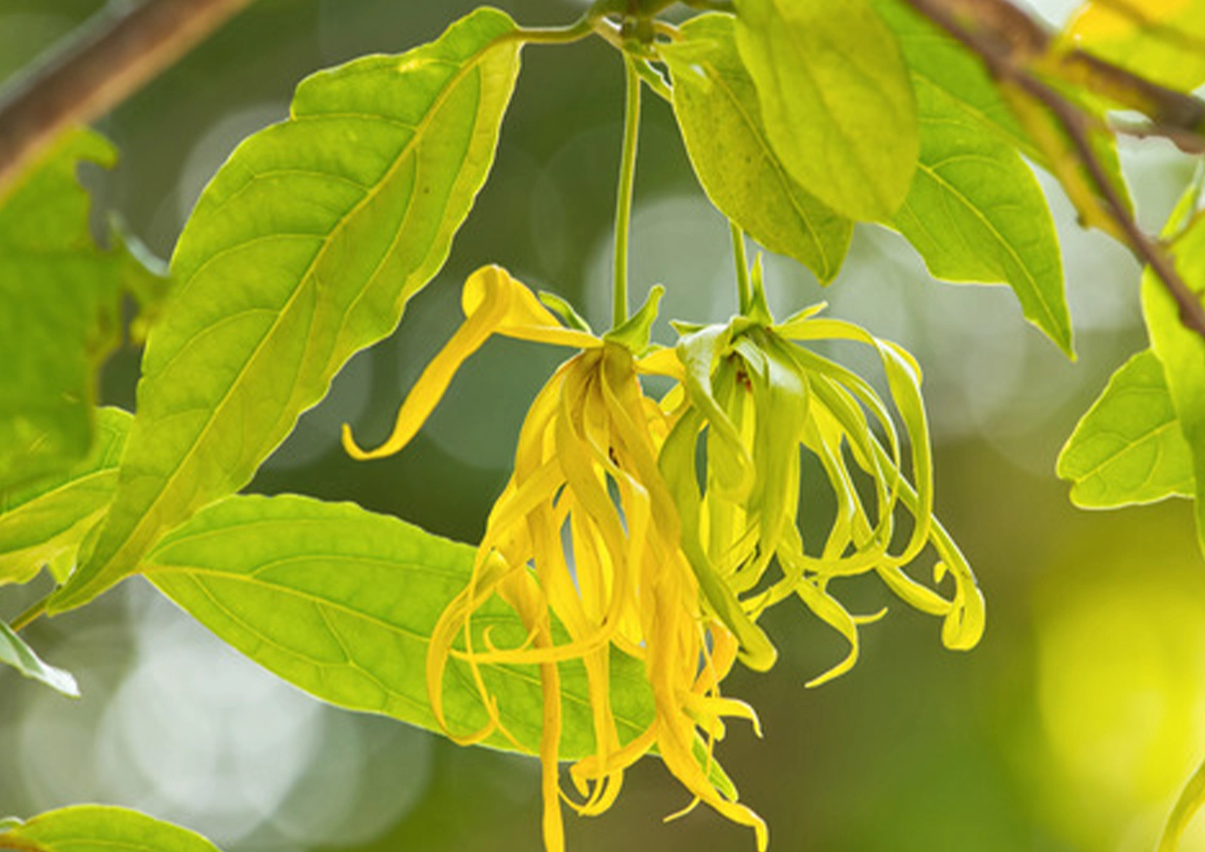 100% Pure Essential Oil - Ylang Ylang (Cananga odorata)